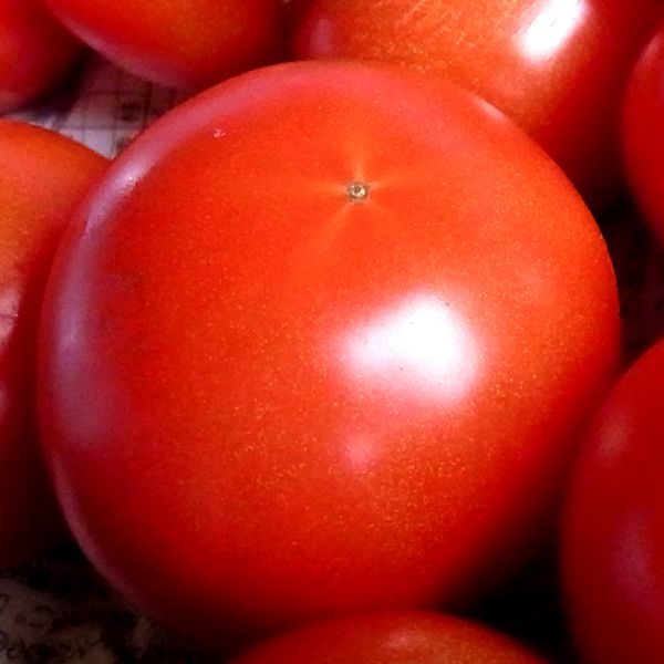 有機肥料★もみ殻堆肥と手作りのボカシで育てるトマト♪